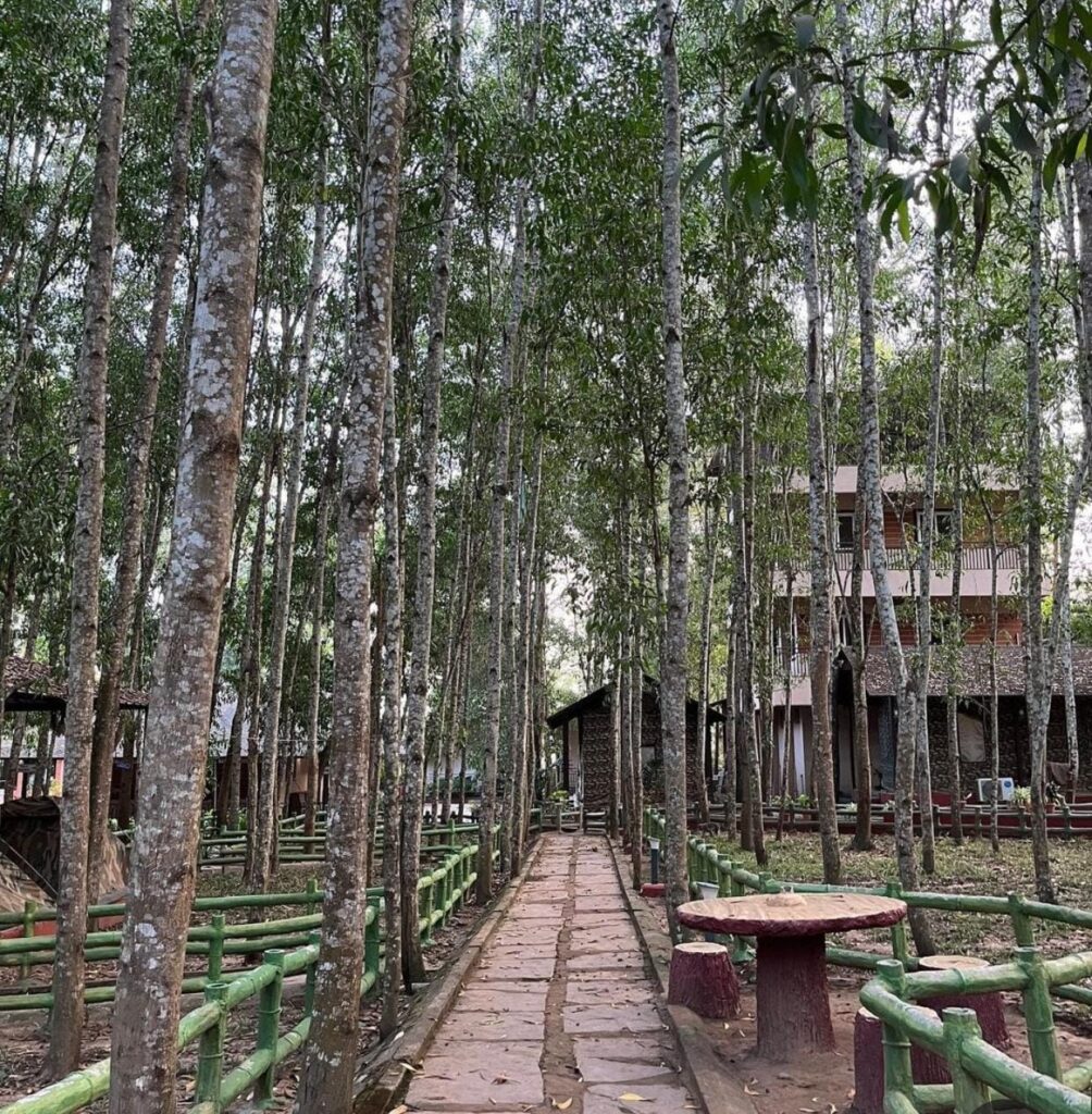 Dense forests on the property of Dew Drops Jungle resort